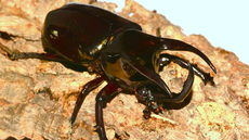 Dreihornkäfer (10).jpg